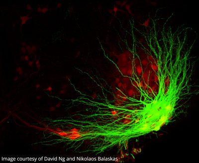 ALS Research